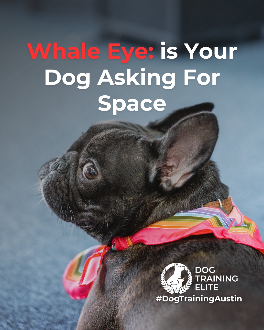 Ever notice the white part of your dog&rsquo;s eye showing when they turn their head? This is known as whale eye, a common stress signal dogs use to communicate discomfort.

Whale eye often appears when a dog feels overwhelmed, pressured, or unsure of a situation. It&rsquo;s not bad behavior. It&rsquo;s communication. Recognizing it early helps prevent escalation and supports safer interactions.

You might see whale eye during:
 👀 Tight hugs or restraint
 👀 Resource guarding moments
 👀 Unfamiliar people or environments
 👀 High-pressure training or handling

When you notice whale eye, the best response is to reduce pressure, create space, and reassess the situation. Thoughtful training focuses on building confidence and trust, not forcing compliance.

Understanding these subtle cues allows you to support calmer behavior and stronger communication over time.

🐾 From basic obedience to advanced service dog training, Dog Training Elite Austin helps dogs near Round Rock build better behavior and stronger bonds this season. 🐾
 📍 https://maps.app.goo.gl/mzC5PCNAg2Btm23J9


