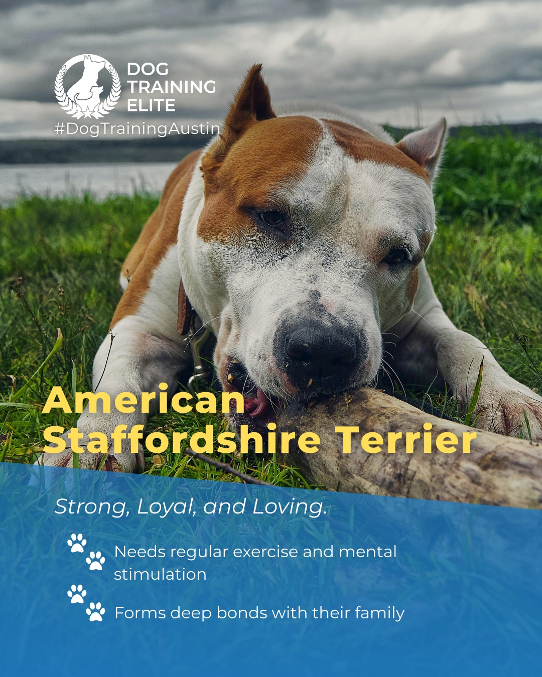 The American Staffordshire Terrier is a confident, energetic dog with a strong drive for play and companionship. With proper training and socialization, they become loyal, trustworthy, and well-mannered family members.

Fun Fact: Despite their muscular build, AmStaffs are known for their gentle and loving nature with those they trust.

Dog Training Elite Austin can help you guide your AmStaff into becoming a confident, obedient, and happy companion. 

🐾 Make better behavior your first win of the year. Book your free in-home evaluation and see why Austin and Round Rock dog owners choose Dog Training Elite for real, lasting results.
 📍 https://maps.app.goo.gl/mzC5PCNAg2Btm23J9



