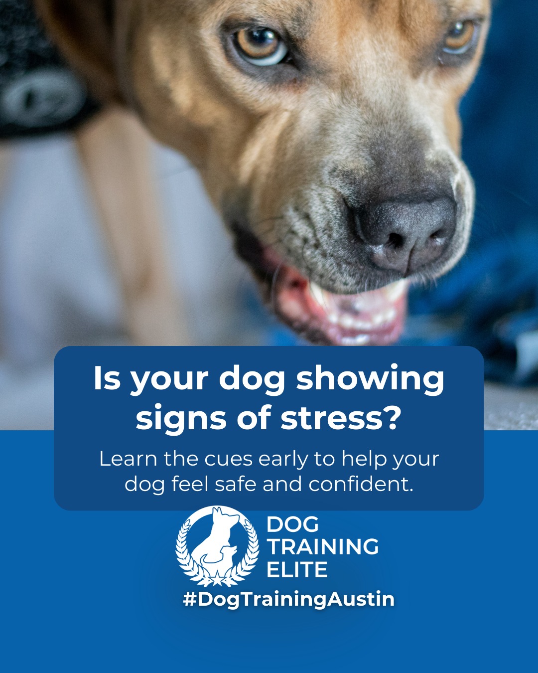 Dogs show anxiety in many ways, from pacing and whining to avoiding interactions or reacting aggressively. Recognizing these behaviors early allows you to guide your dog toward calm, confident responses.

Structured training, consistent routines, and mental stimulation are key:
 🐾 Short, controlled exposure to triggers helps dogs remain calm
 🧩 Engaging toys and puzzle games keep their minds active
 📅 Predictable daily routines reduce uncertainty and stress

Rewarding focused and relaxed behavior strengthens trust and communication between you and your dog. Managing anxiety not only improves behavior but also enhances your dog&rsquo;s overall confidence and well-being.

 ➡️ Make better behavior your first win of the year. Book your free in-home evaluation and see why Austin and Round Rock dog owners choose Dog Training Elite for real, lasting results.
📍 https://maps.app.goo.gl/mzC5PCNAg2Btm23J9


