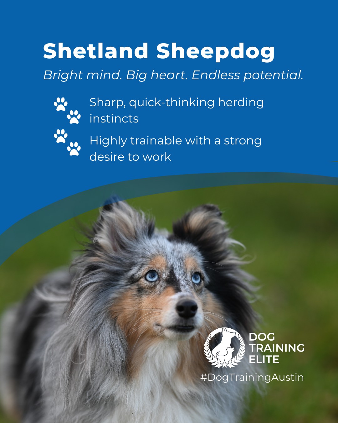 If you love a dog that learns fast and notices everything, the Shetland Sheepdog is in a league of its own. This breed is known for high herding drive, sharp sensitivity to sound and movement, and a natural desire to work right alongside their family.

Because Shelties think quickly and react just as fast, structured training and mental enrichment can make a huge difference in their day-to-day behavior. A simple training tip is to rotate short obedience sessions with problem-solving games to keep their mind busy and reduce over-alertness at home.

With the right guidance, a Sheltie becomes a confident, focused, and incredibly loyal companion who excels in obedience, agility, service work, and therapy settings.

🐾 From basic obedience to advanced service dog training, Dog Training Elite Austin helps dogs near Round Rock build better behavior and stronger bonds this season. 🐾
 📍 https://maps.app.goo.gl/mzC5PCNAg2Btm23J9


