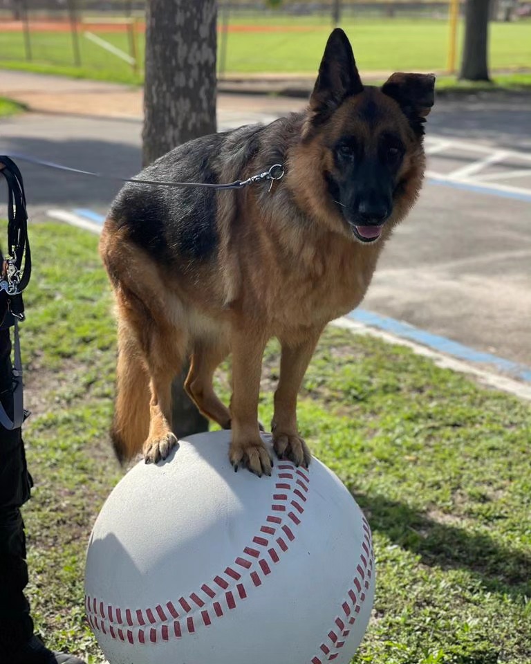 PLACE on a ball, was the challenge of the day and Nastasia nailed it 😊. Be proud of your dog and praise him a lot each time he tries, even if he is no fully sucessfull  at the first try 🤩
