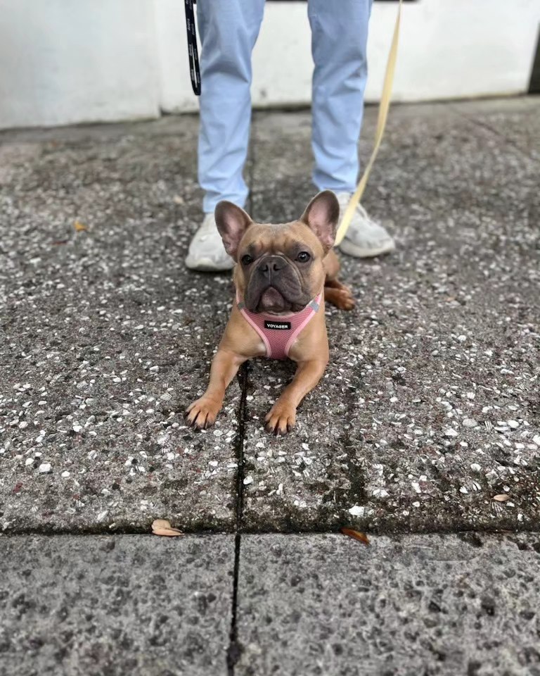 Stella really IS a star...can't wait to see her in group classes 😊 