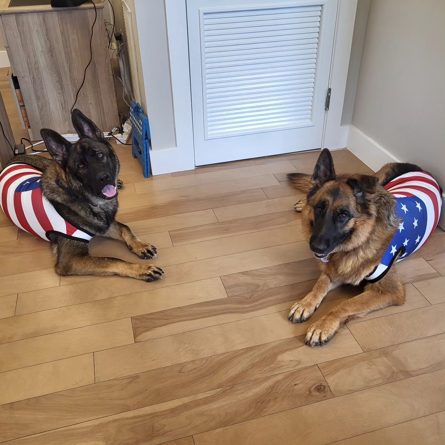 OZZY & NASTASIA are ready for the 4th of July 🇺🇲 