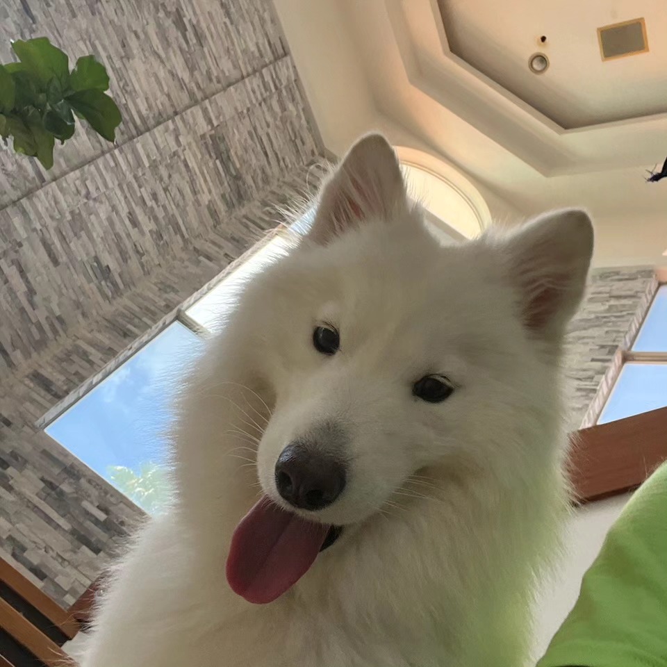 Kisa is a beauty and wonderful dog. How not to fall for those eyes ? When we train, we must remain  sweet but firm..THIS IS BALANCE. And she is doing amazing by the way ;) dtraining