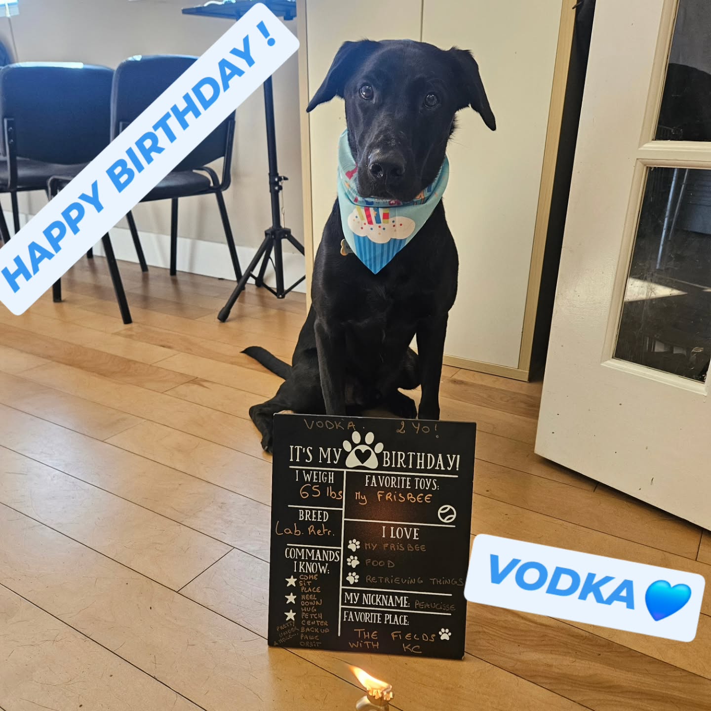 Happy Birthday to you my Love ! 

You are such a good and happy Dog and I am very very proud of you 🥰🥰🥰

2 years already, please never get older, I want you by my side forever 💙

❤️
