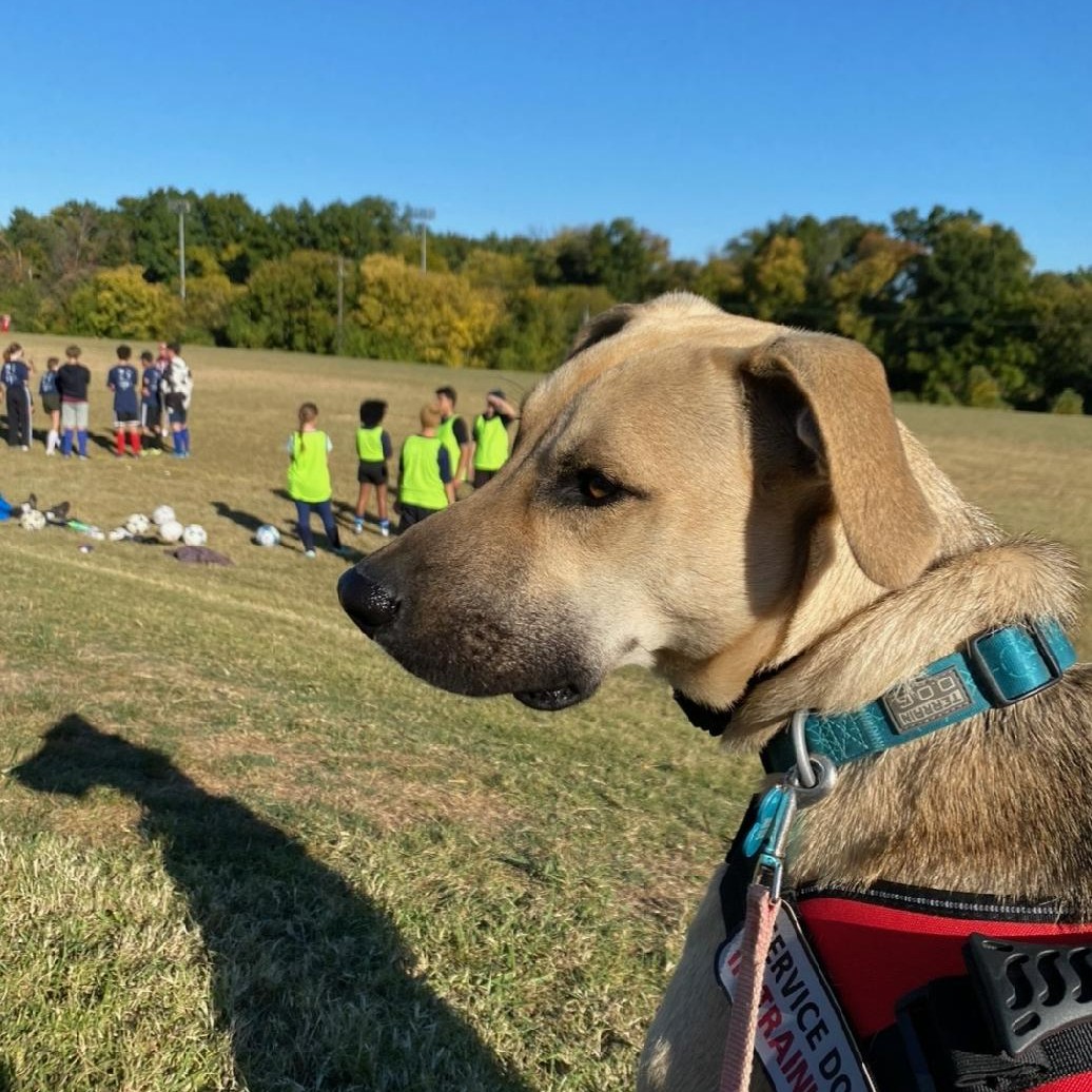 LEXINGTON GROUP CLASS

Rocky just heard that UK is playing UCLA on Dec 17th, the date for our downtown pack walk. Parking will be a mess, and expensive, so on Dec 17th we will be back at the park. Same time.