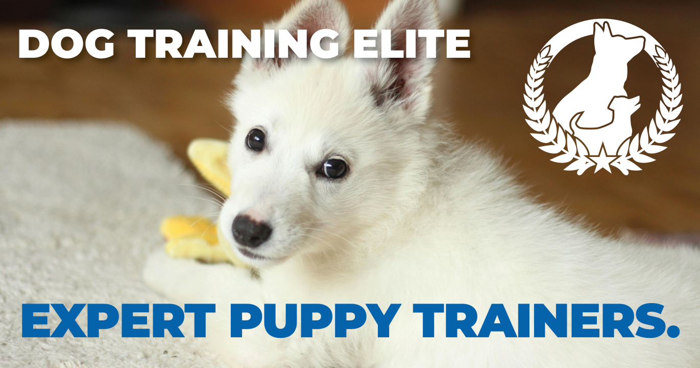 Are you looking to turn your dog into a well-behaved pup? Dog Training Elite Lexington is here for you. Our team specializes in obedience training for dogs and offer in-home dog training to fit your busy life. We also provide group dog training classes and private dog training lessons to meet all of your puppy&rsquo;s training needs. If your goal is to have a service dog, check out our elite dog training program. Located in Lexington and serving the surrounding areas, our expert trainers are ready to help you and your dog build a better bond. Take the first step towards having the best-trained pup on the block. 

Visit us at Dog Training Elite Lexington to learn more. http://www.dogtrainingelite.com/lexington