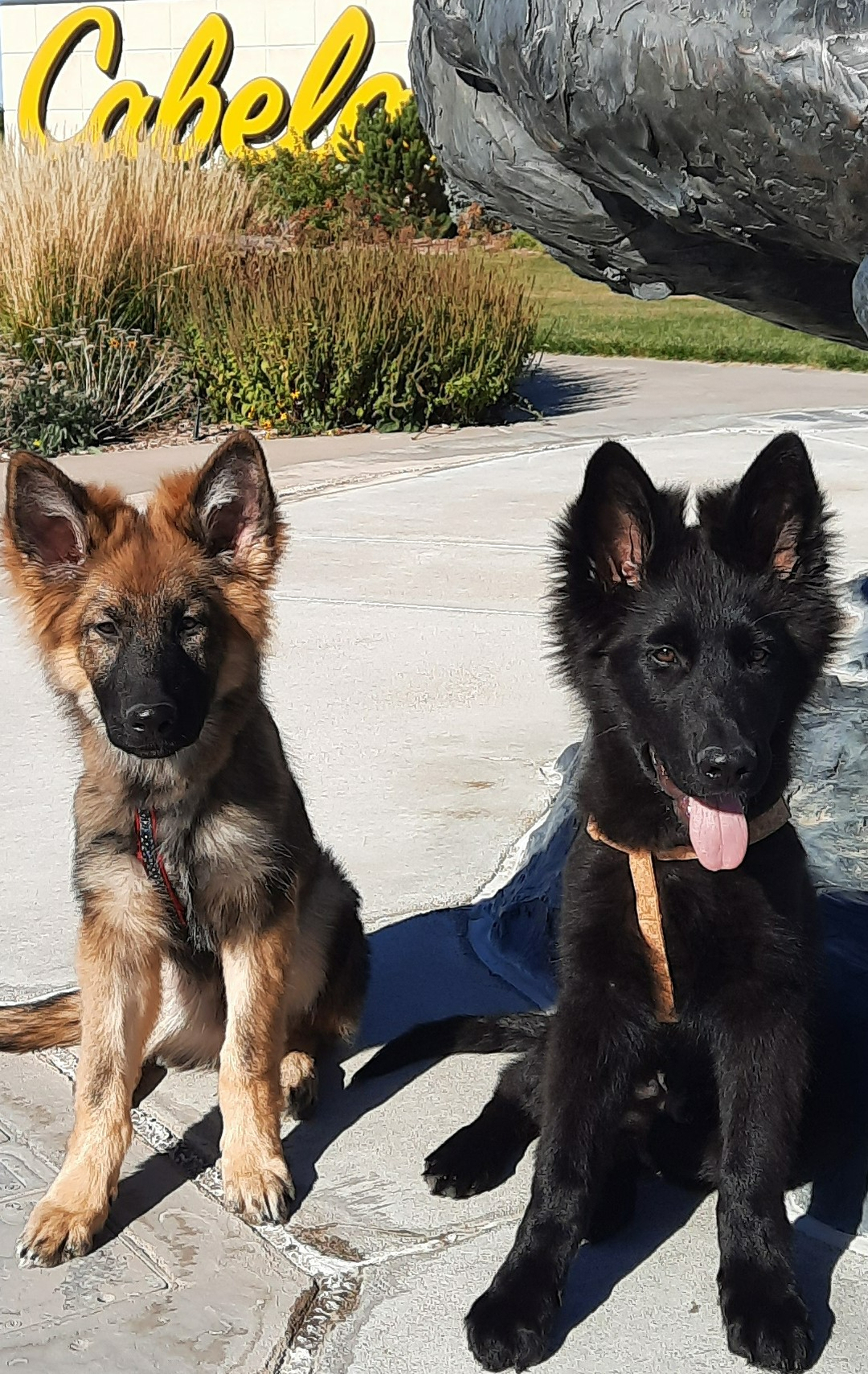 If you&rsquo;ve been searching for dog training near me in the Lexington area, Dog Training Elite Lexington can help you build real-life manners that hold up around distractions. Our obedience training for dogs focuses on simple, clear commands and calm behavior, whether you&rsquo;re working with a young puppy or an adult dog. We offer in-home dog training so your pup can learn where it matters most, like at the front door, in the yard, and on neighborhood walks. If your dog needs practice around other dogs and people, our group dog training classes add structure and social skills in a controlled setting. We also provide service dog training for families who need reliable task work and steady behavior in public spaces around Lexington, Richmond, and Georgetown. http://www.dogtrainingelite.com/lexington