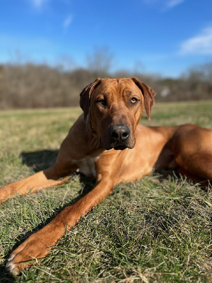 Looking for dog training near me that actually works in real life? Dog Training Elite Lexington helps pups and their people build calm, reliable skills with obedience training for dogs that fits your home and your routine. We offer in-home dog training and private dog training lessons, so we can work on things like leash manners, jumping, barking, anxiety, and recall right where the problems happen. If your dog needs practice around distractions, our group dog training classes help build focus and good social manners. We also provide service dog training for families who need task-based support and consistent public manners. If you&rsquo;re searching for dog training Lexington KY and want elite dog training that is clear, kind, and practical, we&rsquo;re here to help in Lexington and nearby communities like Richmond and Georgetown. http://www.dogtrainingelite.com/lexington