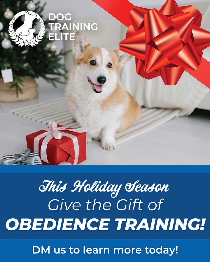BLACK FRIDAY Special! Now through December 20th we are taking $100 off any training program with the donation of a child's toy, game or clothing item which will then be placed with a local charity. Whether you're in Lexington, Richmond, or Georgetown, our personalized programs bring real results by building a solid foundation, one puppy at a time. Experience how rewarding life can be with a well-trained pup by your side. Start your dog&rsquo;s training journey with us today.
http://www.dogtrainingelite.com/lexington