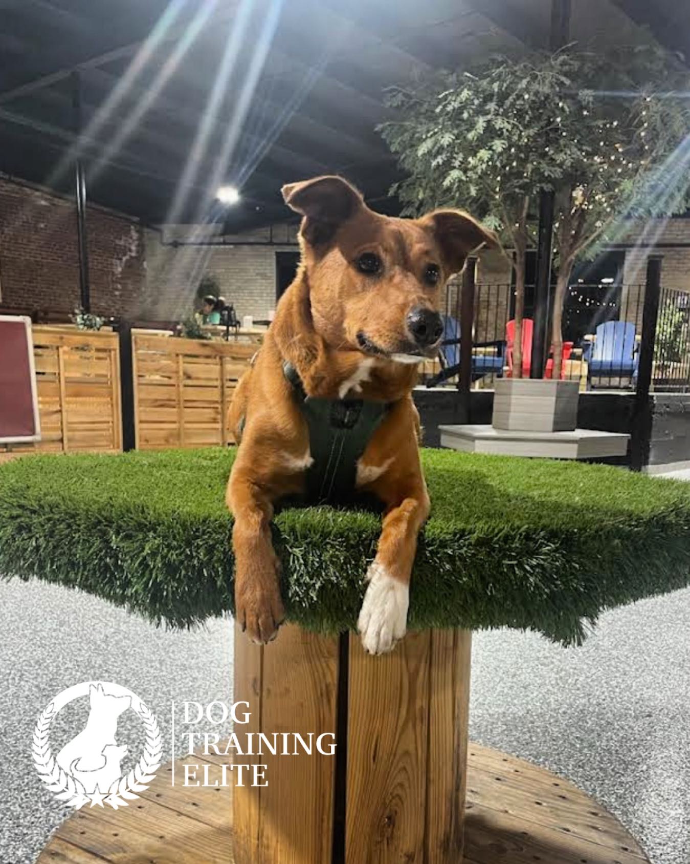 River practicing &lsquo;place&rsquo; at @park9dogbar !! So proud of this sweet girl 💙