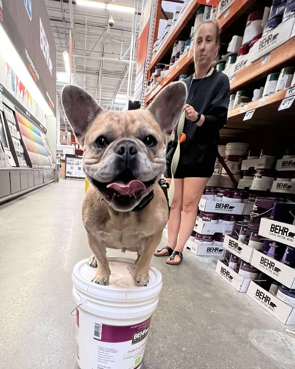🥳 Way to go Duke! 🐾

Heather&rsquo;s pup showed off his training at Home Depot this week, placing like a pro on multiple objects, even with distractions all around. 🛒

This is what strong obedience looks like: focus, trust, and confidence in any environment. 🌟

💙 Drop a 🐶 in the comments to celebrate Duke&rsquo;s win!
📍 Training available across Massachusetts &ndash; DM us to get started.


