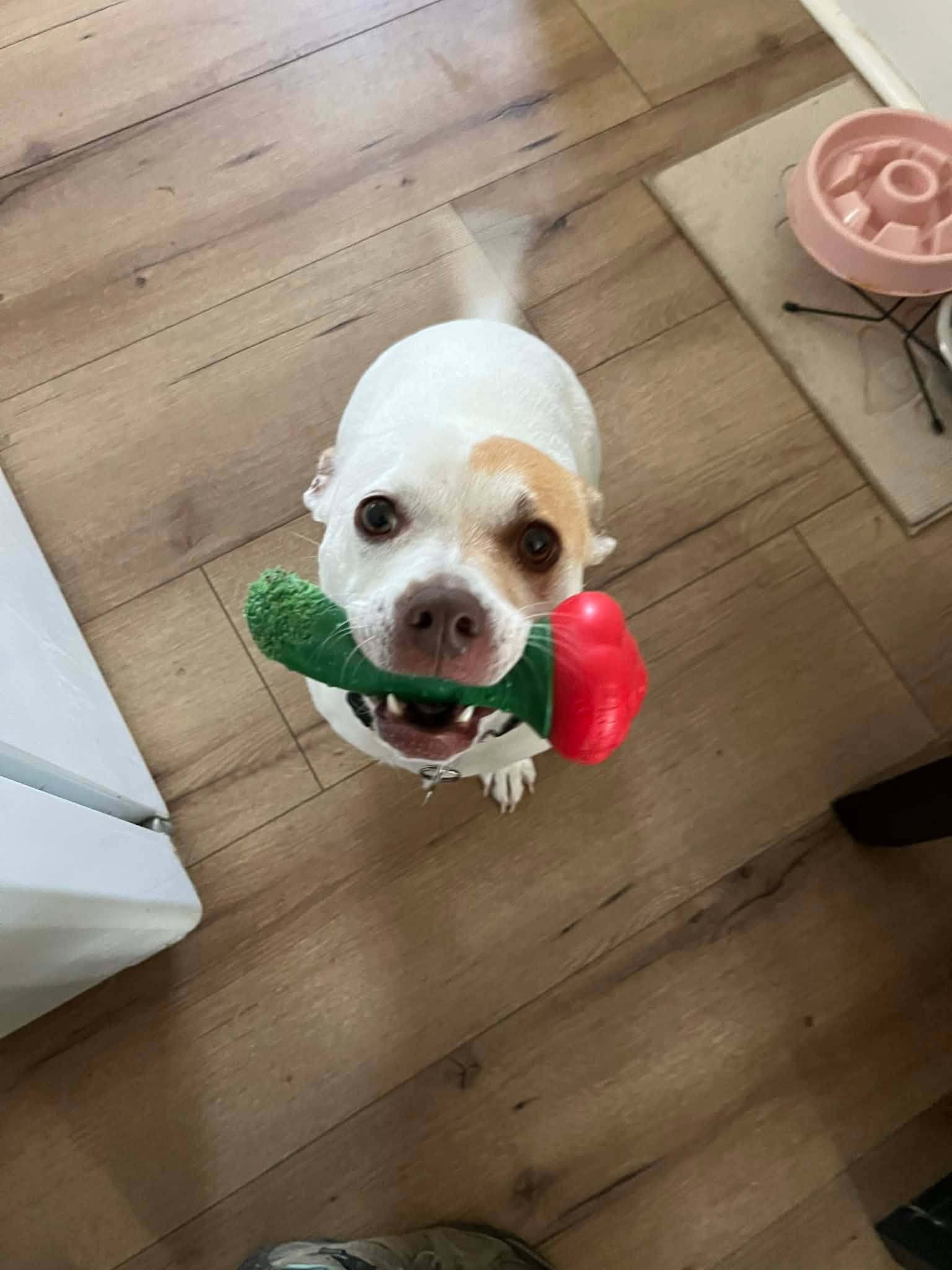 Who needs a bouquet when you've got a dog delivering flowers? 🌼🐾 

DM us now to begin the ultimate training experience for your furry friend

