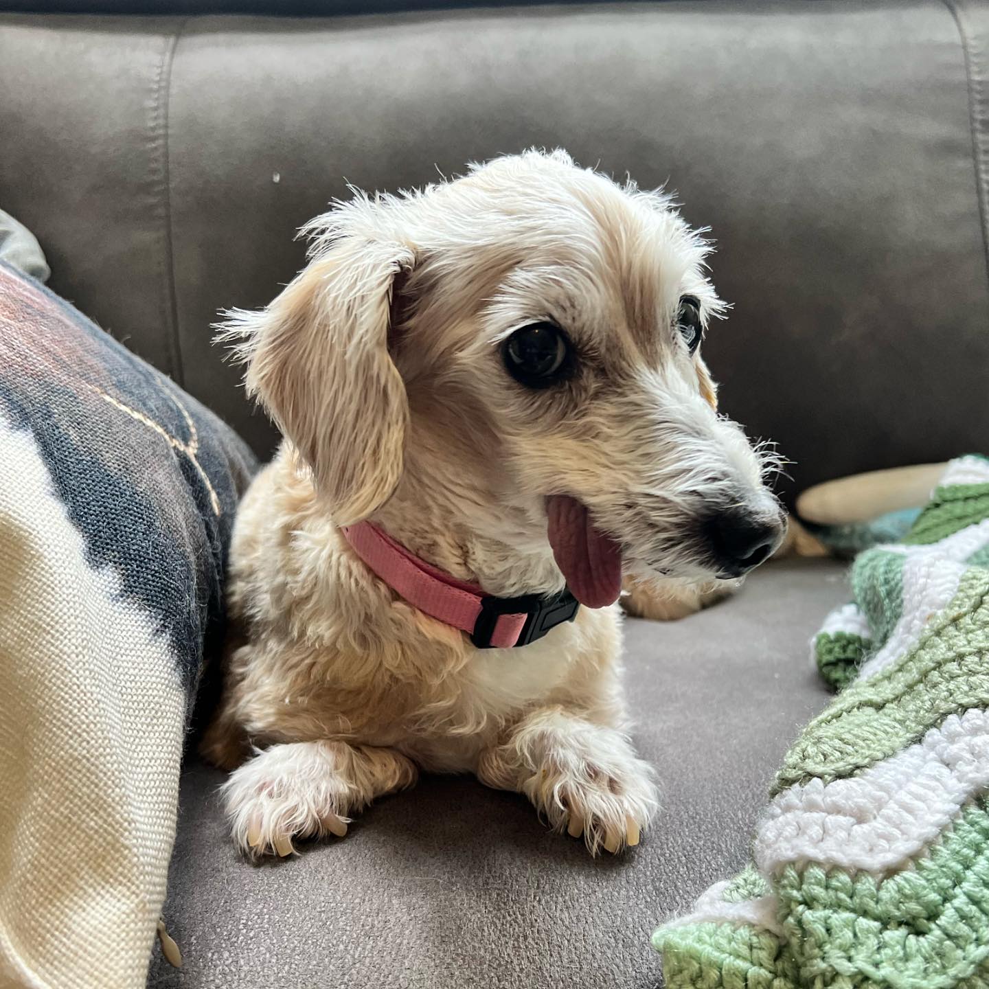 The cuteness 🥹💙🐾