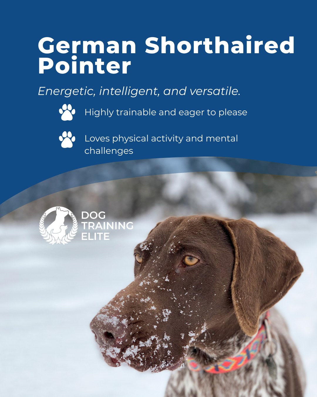 German Shorthaired Pointers are active, intelligent dogs that excel in obedience, hunting, and family life. Without proper structure and guidance, their energy can become overwhelming, but balanced training helps channel their drive into focus, reliability, and confidence.

🎯 From basic obedience to advanced service dog training, Dog Training Elite Central Maryland helps dogs near Annapolis build better behavior and stronger bonds this season. 🐾
 📍 https://maps.app.goo.gl/9YmD89xhkqBNA2Xy5



