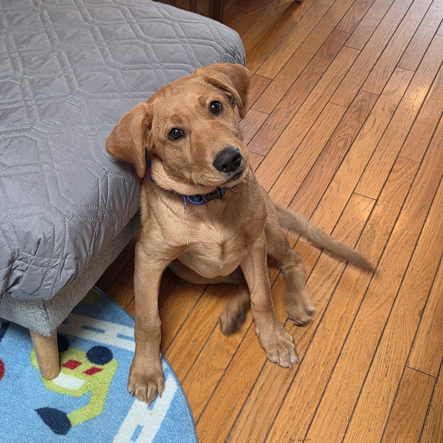 Hogarth showing off those polished manners! 🐾✨

Calm, focused, and making us proud &mdash; this is what consistent training looks like. Way to go, Hogarth! 💙