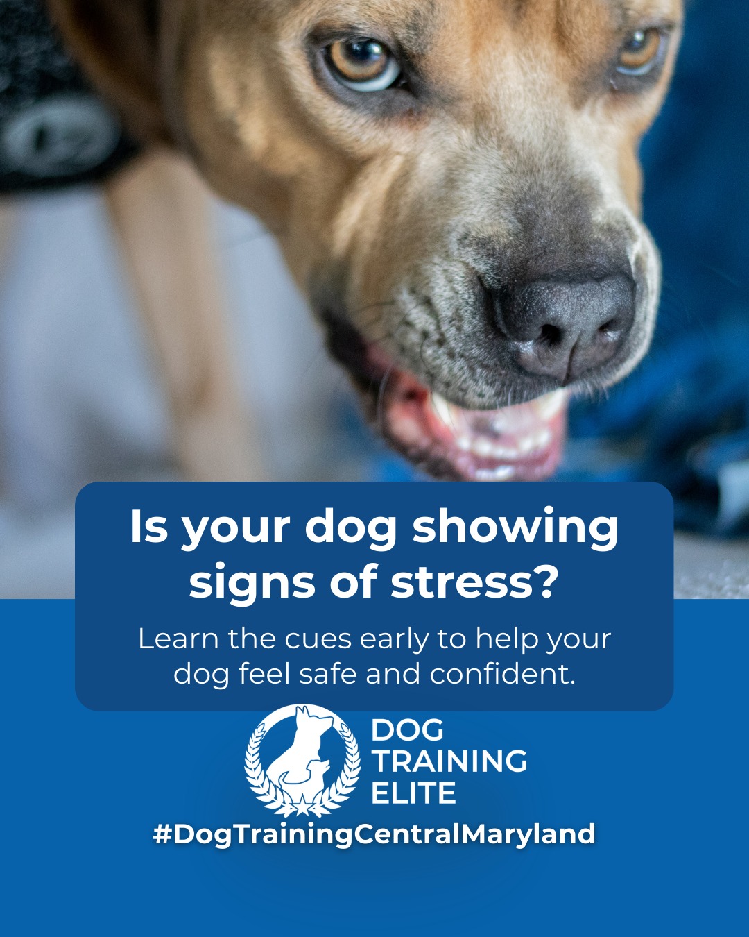 Dogs show anxiety in many ways, from pacing and whining to avoiding interactions or reacting aggressively. Recognizing these behaviors early allows you to guide your dog toward calm, confident responses.

Structured training, consistent routines, and mental stimulation are key:
 🐾 Short, controlled exposure to triggers helps dogs remain calm
 🧩 Engaging toys and puzzle games keep their minds active
 📅 Predictable daily routines reduce uncertainty and stress

Rewarding focused and relaxed behavior strengthens trust and communication between you and your dog. Managing anxiety not only improves behavior but also enhances your dog&rsquo;s overall confidence and well-being.

 ➡️ Make better behavior your first win of the year. Book your free in-home evaluation and see why Annapolis and Columbia dog owners choose Dog Training Elite for real, lasting results.
📍 https://maps.app.goo.gl/9YmD89xhkqBNA2Xy5


