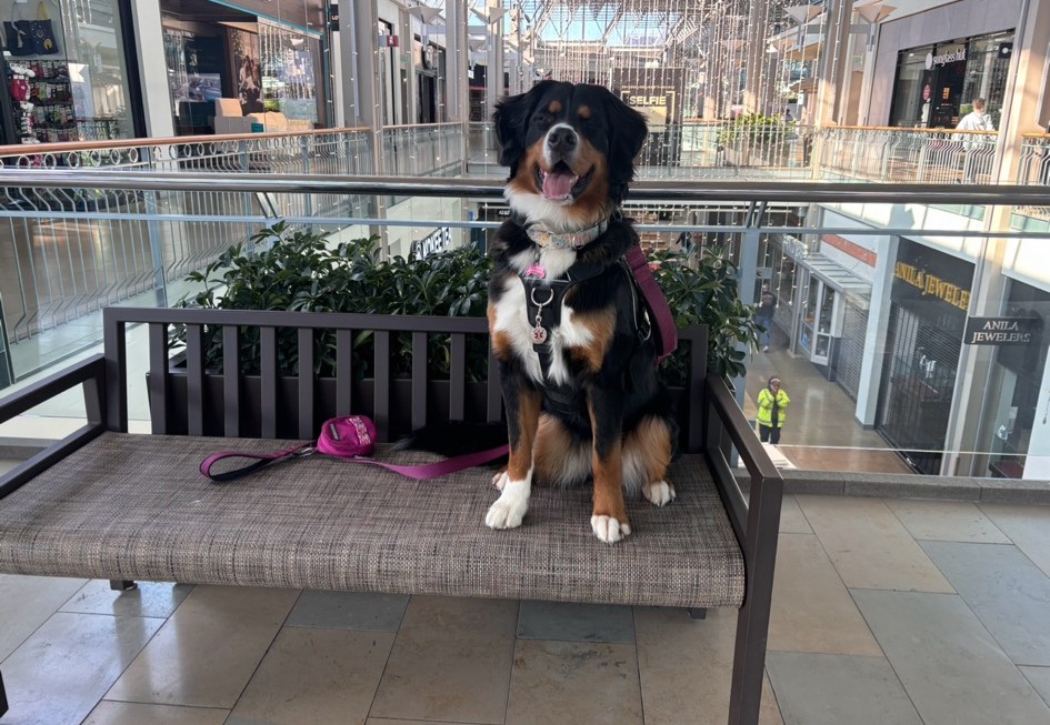 Tasha practicing &ldquo;place&rdquo; at the mall as part of her service dog training&mdash;building duration, focus, and neutrality around real-world distractions. Excellent job, Tasha!