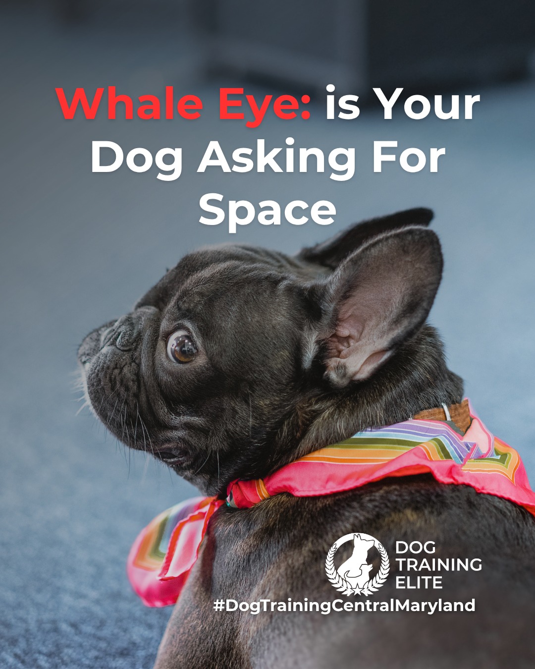 Ever notice the white part of your dog&rsquo;s eye showing when they turn their head? This is known as whale eye, a common stress signal dogs use to communicate discomfort.

Whale eye often appears when a dog feels overwhelmed, pressured, or unsure of a situation. It&rsquo;s not bad behavior. It&rsquo;s communication. Recognizing it early helps prevent escalation and supports safer interactions.

You might see whale eye during:
 👀 Tight hugs or restraint
 👀 Resource guarding moments
 👀 Unfamiliar people or environments
 👀 High-pressure training or handling

When you notice whale eye, the best response is to reduce pressure, create space, and reassess the situation. Thoughtful training focuses on building confidence and trust, not forcing compliance.

Understanding these subtle cues allows you to support calmer behavior and stronger communication over time.

🐾 From basic obedience to advanced service dog training, Dog Training Elite Central Maryland helps dogs near Annapolis build better behavior and stronger bonds this season. 🐾
 📍 https://maps.app.goo.gl/9YmD89xhkqBNA2Xy5


