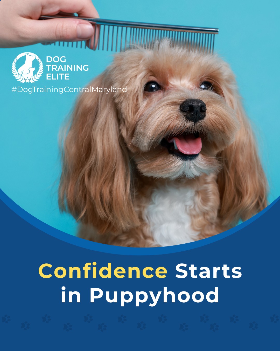 Did you know that early puppy socialization shapes how your dog sees the world for the rest of their life? Puppies who experience new sights, sounds, surfaces, and friendly interactions early on are far more likely to grow into confident, calm, well-adjusted adults.

Thoughtful socialization can help prevent issues like fear, reactivity, and anxiety later in life. That&rsquo;s why puppy training at Dog Training Elite Central Maryland focuses on safe exposure, guided structure, and teaching your pup how to navigate new environments with ease.

🐶 From basic obedience to advanced service dog training, Dog Training Elite Central Maryland helps dogs near Annapolis build better behavior and stronger bonds this season. 🐾
 📍 https://maps.app.goo.gl/9YmD89xhkqBNA2Xy5


