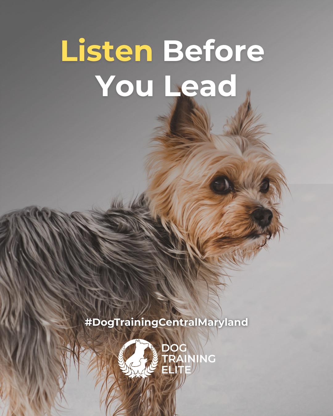 Communication is the foundation of trust between you and your dog. Recognizing subtle body language cues helps prevent stress, fear, and unwanted behaviors before they start.

 Here&rsquo;s what to watch for:
 🐾 Tail Position: A stiff, high tail often signals alertness or agitation, while a relaxed wag shows comfort.
 🐶 Ears & Eyes: Forward ears can show focus; pinned-back ears may indicate anxiety or submission.
 🦴 Posture: A tense body can mean fear or guarding instincts, while loose movements show confidence and ease.

Dog Training Elite Central Maryland teaches owners in Annapolis and Columbia to read and respond to these cues, building mutual understanding and balanced relationships.

🎯 Warm up your winter with a well-trained pup. Schedule your free in-home evaluation and see why families in Annapolis, Columbia, and surrounding areas trust Dog Training Elite for results that last through every season.
 📍 https://maps.app.goo.gl/9YmD89xhkqBNA2Xy5

 
