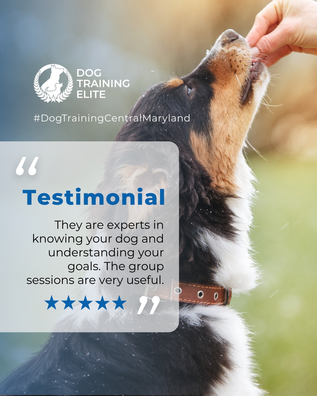 &ldquo;The team at DTE Central Maryland is amazing! We started puppy training at week 9, and at 9 months, the results for me and my lab are above expectation. While there is structure to the method, Christy and Richard customize how best to train for results, they are experts in knowing your dog and understanding your goals. The group sessions are very useful.&rdquo; &ndash; Another DTE success story

Every dog has potential, and Dog Training Elite Central Maryland helps unlock it. Owners notice calmer, more responsive behavior during walks, playtime, and home routines across Annapolis Historic District and Wilde Lake. Structured training creates dogs that are not only well-behaved but self-assured.

 📌 Whether it&rsquo;s leash manners, obedience, or service training, Dog Training Elite Central Maryland offers personalized programs near Maryland State House helping dogs shine all winter long. Cozy season, confident pups. ✨
 📍 https://maps.app.goo.gl/9YmD89xhkqBNA2Xy5

 
