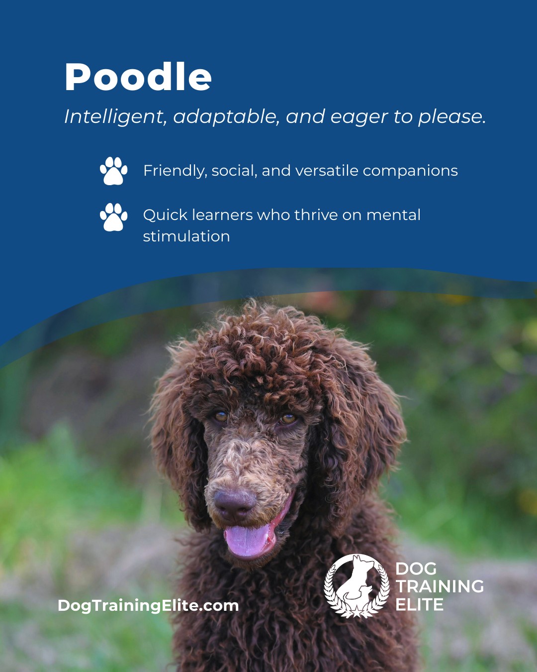Poodles aren&rsquo;t just stylish, they&rsquo;re brilliant problem solvers and highly trainable. Their intelligence and eagerness to engage make them ideal candidates for obedience training, service work, and active family life. With balanced guidance, they develop focus, confidence, and a strong bond with their handler.

🎁 Ready to unwrap the gift of a well-behaved dog? Schedule your free in-home evaluation and discover why Annapolis Historic District and Wilde Lake families rely on Dog Training Elite, through the holidays and beyond.
 📍 https://maps.app.goo.gl/9YmD89xhkqBNA2Xy5



