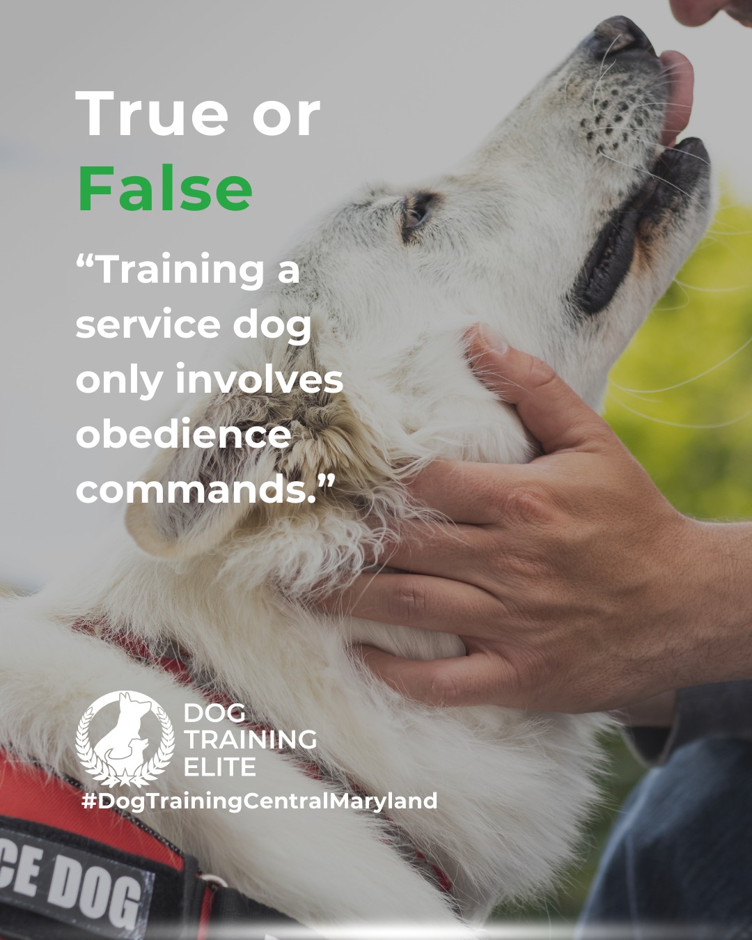 Service dog training goes far beyond basic obedience. Dog Training Elite Central Maryland teaches task-specific skills tailored to the handler&rsquo;s needs, ensures dogs are comfortable and confident in public, and focuses on socialization to handle real-world distractions. This comprehensive training builds reliability, independence, and trust between dog and handler.

🎯 Warm up your winter with a well-trained pup. Schedule your free in-home evaluation and see why families in Annapolis, Columbia, and surrounding areas trust Dog Training Elite for results that last through every season.
 📍 https://maps.app.goo.gl/9YmD89xhkqBNA2Xy5



