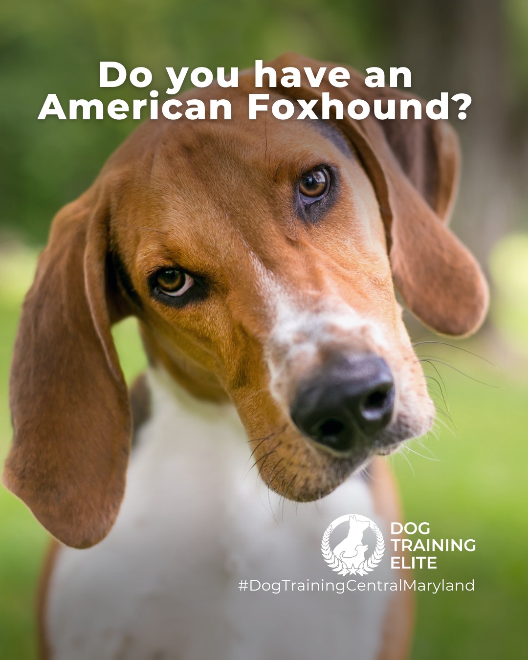The American Foxhound is an energetic, smart and scent-driven breed that loves adventure, social interaction and tracking/exploring scents. Proper training helps channel their high prey drive into productive activities while teaching focus and calm behavior at home.

🐾 Make better behavior your first win of the year. Book your free in-home evaluation and see why Annapolis and Columbia dog owners choose Dog Training Elite for real, lasting results.
 📍 https://maps.app.goo.gl/9YmD89xhkqBNA2Xy5



