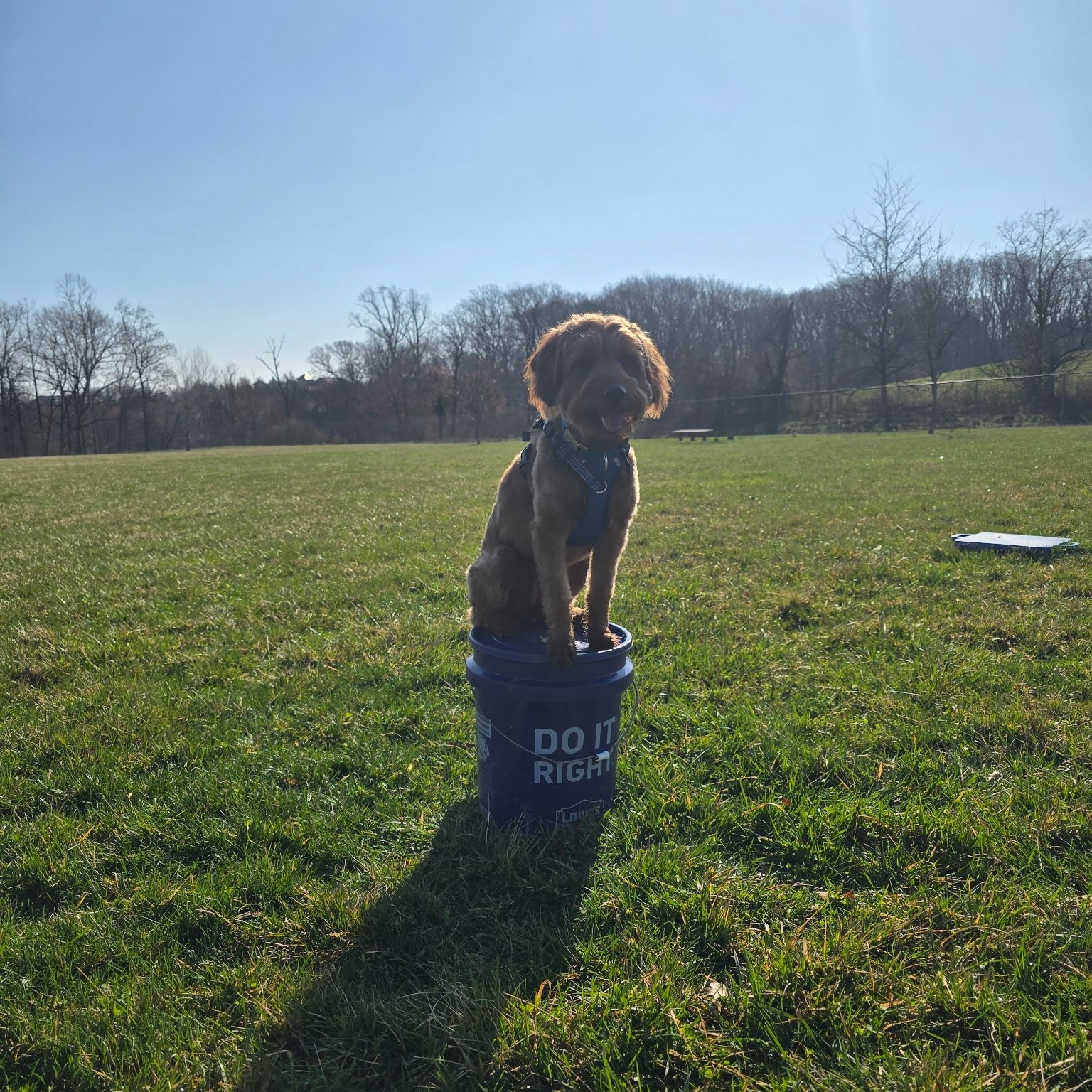 Bogey is showing off his place skills at group class! 💪 From sit-stays to recalls, he&rsquo;s proving that practice makes perfect. So proud of this pup! 🐶