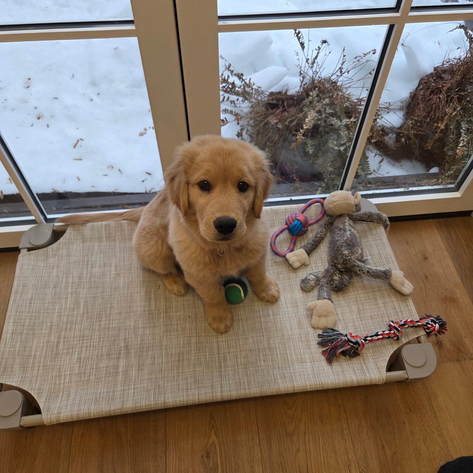 Bishop practicing his Place command like a pro! 🐾

He&rsquo;s making awesome progress in his puppy training, and it&rsquo;s so fun to watch his confidence and focus grow. Keep it up, Bishop! 💙