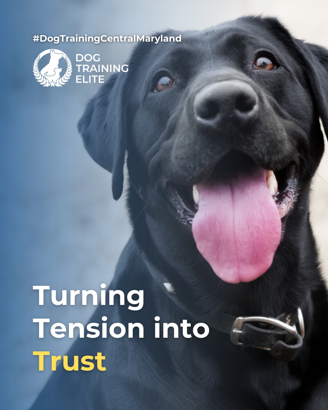 Aggression and anxiety are often linked, but they can be managed with structured, balanced training at Dog Training Elite Central Maryland. 

Our approach helps dogs feel safe, confident, and responsive in challenging situations:
🐾 Understand triggers &ndash; Identify what causes fear or aggression
 🐾 Teach alternative responses &ndash; Replace fight or flight with calm choices
 🐾 Build confidence &ndash; Structured exercises for focus and composure
 🐾 Strengthen your bond &ndash; Consistency and trust keep your dog secure

Balanced training empowers dogs to navigate their environment safely, giving owners peace of mind and dogs a happier, calmer life.

🎯 Warm up your winter with a well-trained pup. Schedule your free in-home evaluation and see why families in Annapolis, Columbia, and surrounding areas trust Dog Training Elite for results that last through every season.
 📍 https://maps.app.goo.gl/9YmD89xhkqBNA2Xy5

 
