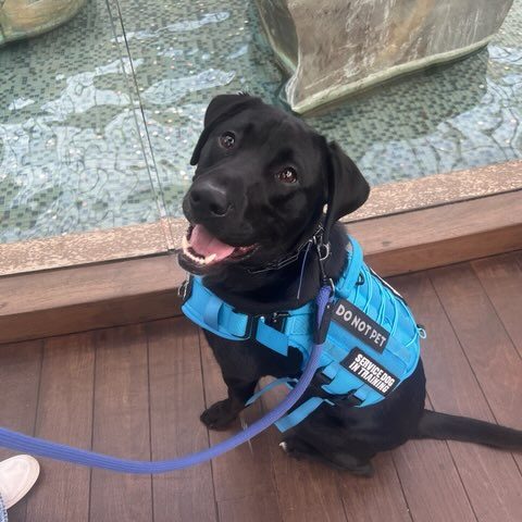 Service Dog, Bear, is showing off a beautiful stay and excellent eye contact during our mall group session. Proof that training works, even with distractions! Proud of you, Bear! 🐶✨