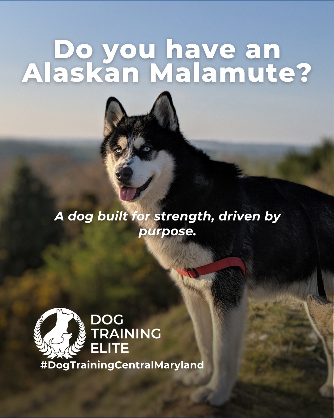Big energy and even bigger purpose. Alaskan Malamutes were bred for hard work, long distances, and teamwork in extreme conditions. That history shows up today in their strong working drive and need for structure.

This breed thrives with clear expectations, consistent training, and outlets that challenge both body and mind. Without guidance, their independence can turn into stubbornness. With the right structure, Malamutes become focused, confident companions who enjoy having a job.

Training that channels their natural drive helps build reliability, calm behavior, and a stronger bond at home and in public.

Make better behavior your first win of the year. Book your free in-home evaluation and see why Annapolis and Columbia dog owners choose Dog Training Elite for real, lasting results.
 📍 https://maps.app.goo.gl/9YmD89xhkqBNA2Xy5


