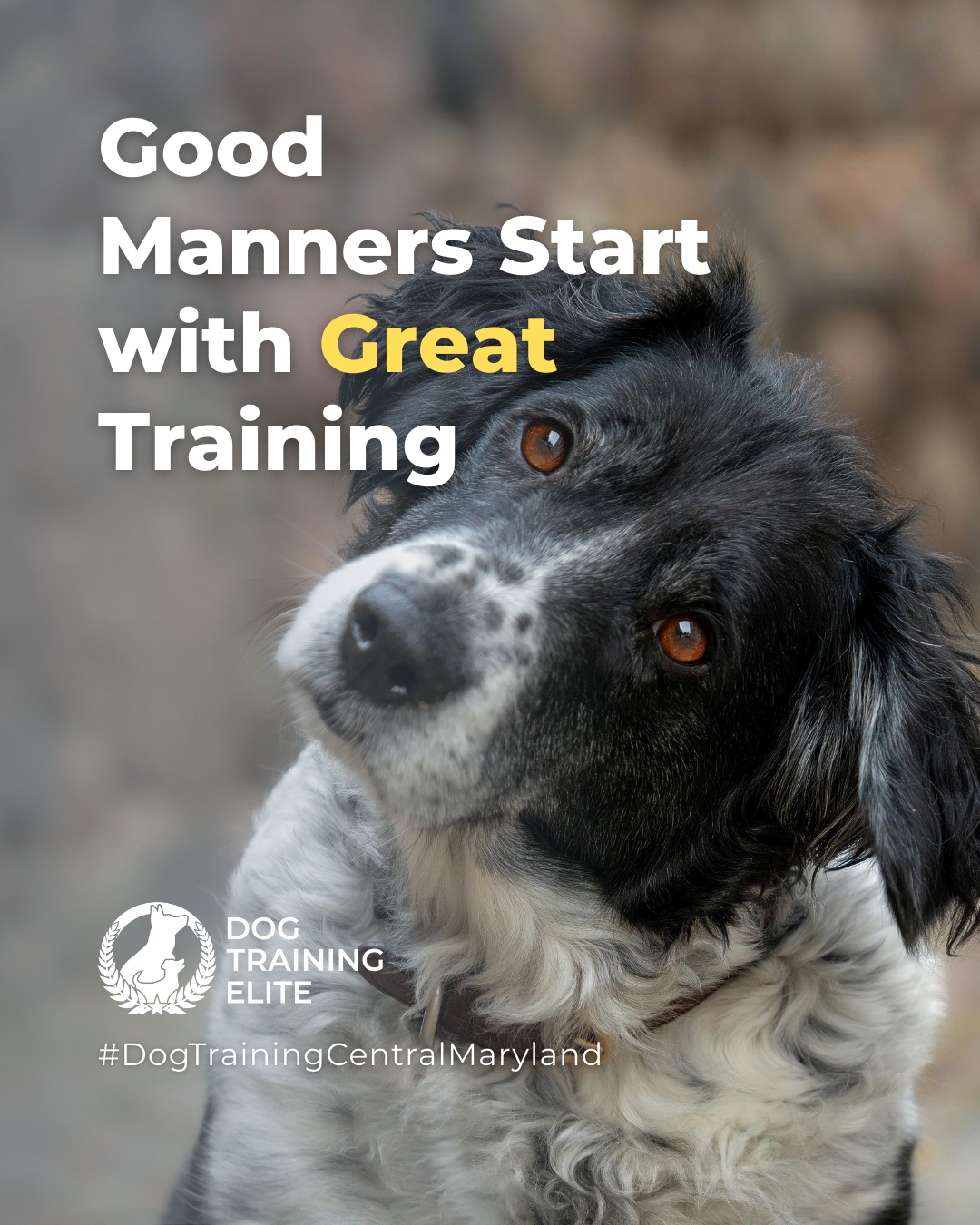 Obedience training builds confidence, focus, and respect between you and your dog. Dog Training Elite Central Maryland teaches essential commands through in-home sessions and group classes, helping your dog stay calm and well-mannered in any setting. 🐶✨

Start early for lasting habits, or refresh skills with proven, balanced methods for older dogs.

Ready to begin? Schedule your first session today!

 📌 Whether it&rsquo;s leash manners, obedience, or service training, Dog Training Elite Central Maryland offers personalized programs near Maryland State House helping dogs shine all winter long. Cozy season, confident pups. ✨
 📍 https://maps.app.goo.gl/9YmD89xhkqBNA2Xy5


