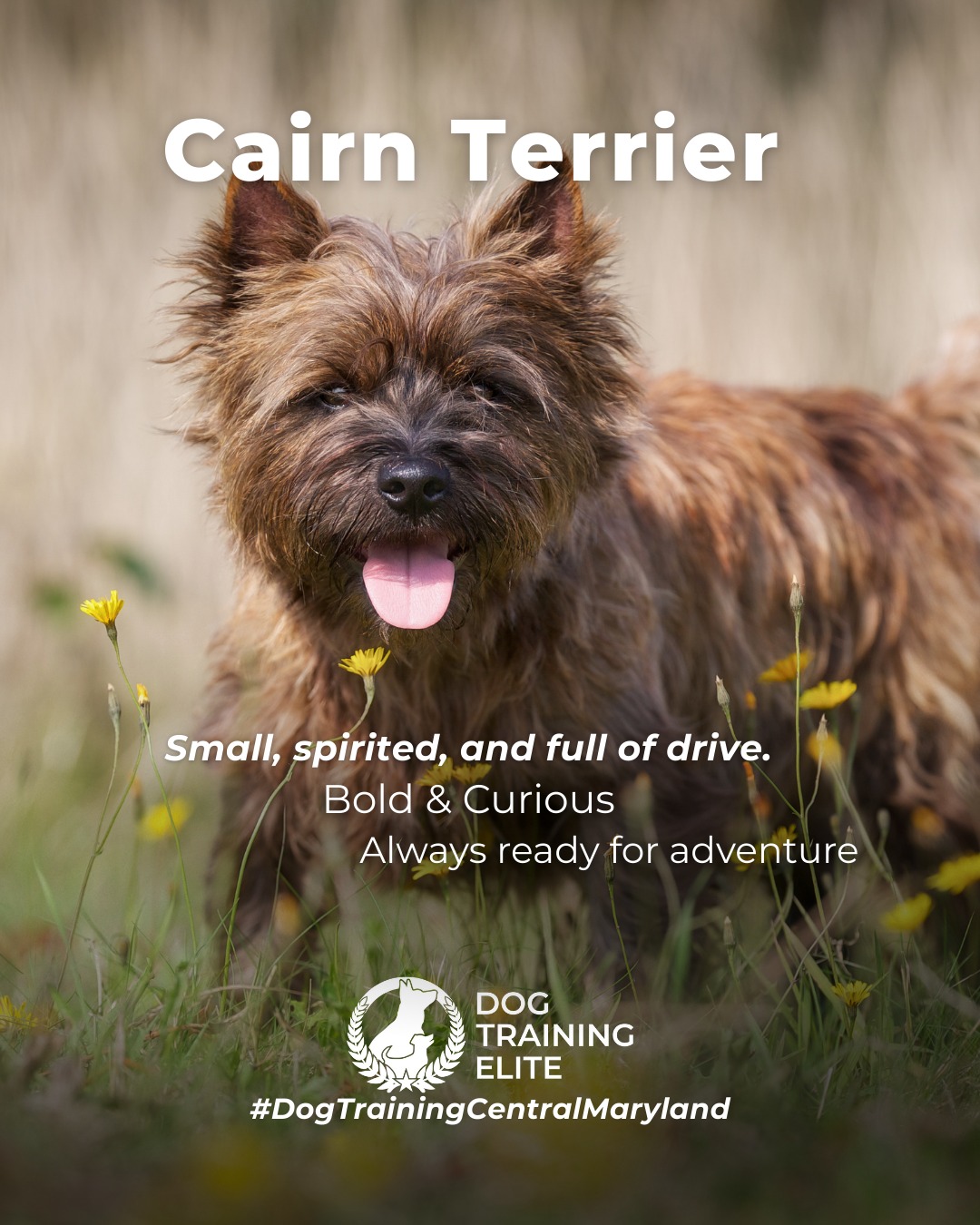 The Cairn Terrier is small, spirited, and full of drive. These dogs love to stay busy, problem-solve, and explore, which means structure and clear communication make a huge difference in their day-to-day behavior.

Training Tip: Cairn Terriers thrive when their minds stay busy. Rotate puzzle toys, practice short obedience sessions throughout the day, and incorporate scent-work games to satisfy their natural hunting instincts.

🐾 Make better behavior your first win of the year. Book your free in-home evaluation and see why Annapolis and Columbia dog owners choose Dog Training Elite for real, lasting results.
 📍 https://maps.app.goo.gl/9YmD89xhkqBNA2Xy5


