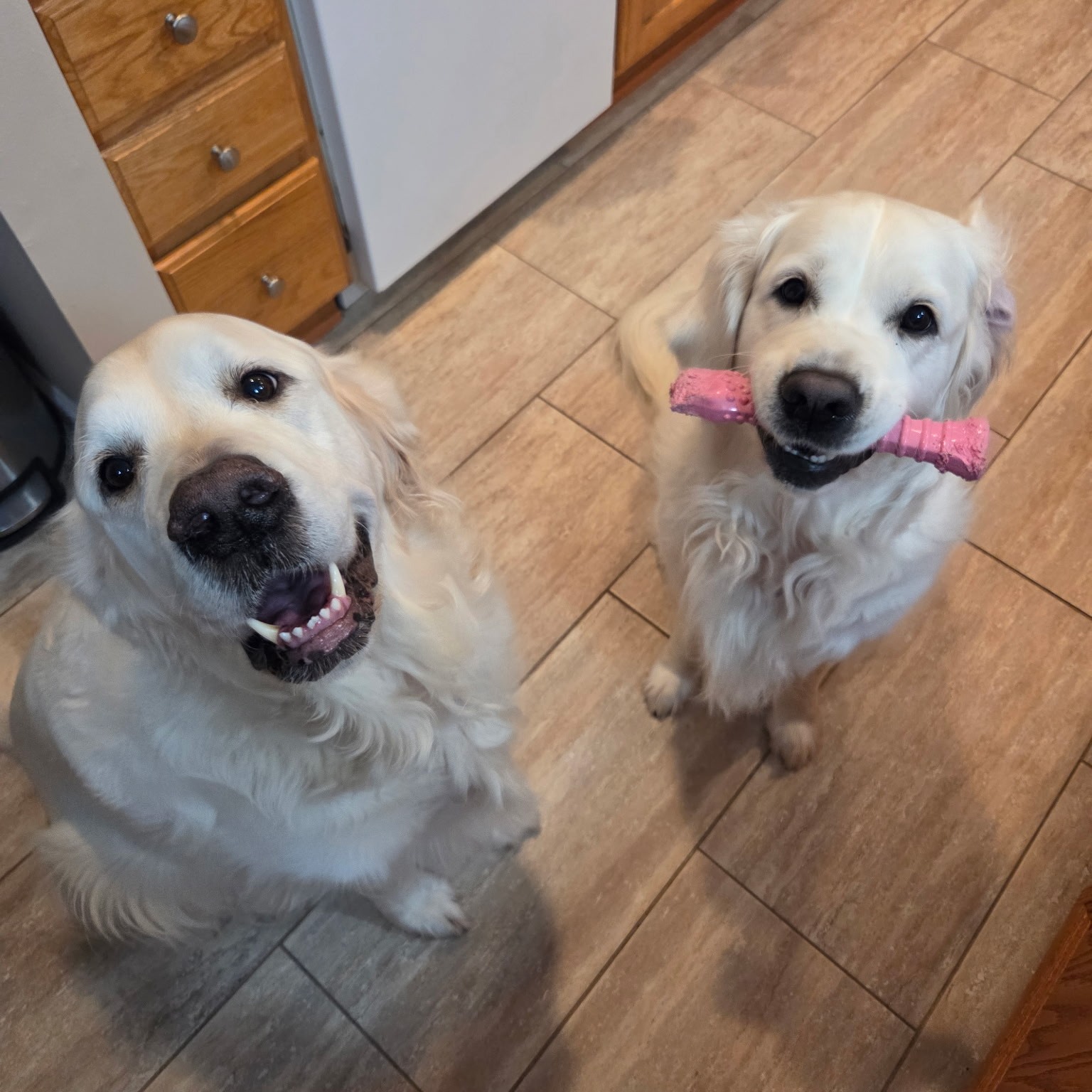 Meet Smiley Murphy and Maui Rose, our Registered Service Dogs and Dog Training Elite Ambassadors! 🐾💙

These amazing pups are not only excelling in their training, but also representing the DTE family with pride and professionalism. We&rsquo;re so proud of them! 