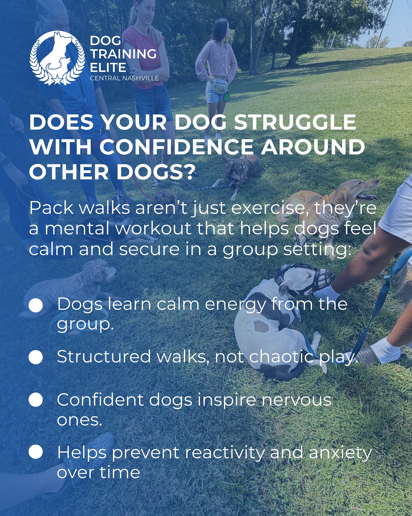 🐾 Confidence starts with connection!
Pack walks help dogs stay calm, socialize safely, and build trust step by step. 💪

It’s not just a walk, it’s a confidence class on four paws. 🐶✨

📞 Call us today at 615-314-8514 to join our next pack walk!
🌐 dogtrainingelite.com/nashville

