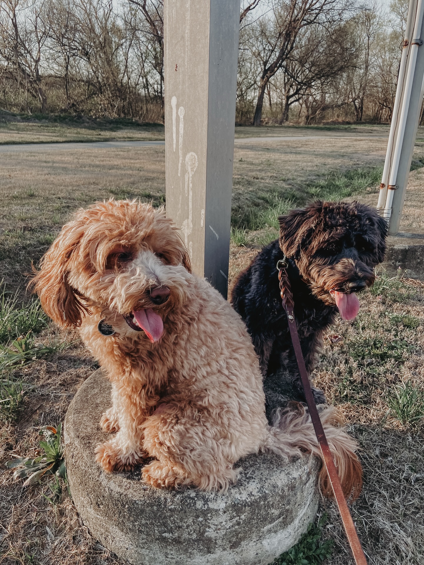 Rocky and Scout are showing off their place skills and watching kids play soccer in the park. The &ldquo;place&rdquo; job helps relax the mind and body in a defined space allowing the dog to observe while building body awareness of staying on an object to stay on &ldquo;place&rdquo;. We use raised cots around our homes, but place is anything the dogs can get up on. Think scale at the vets office, retaining wall, getting into a vehicle, picnic bench. What a practical and fun task!!🐾

.
.
.
.

