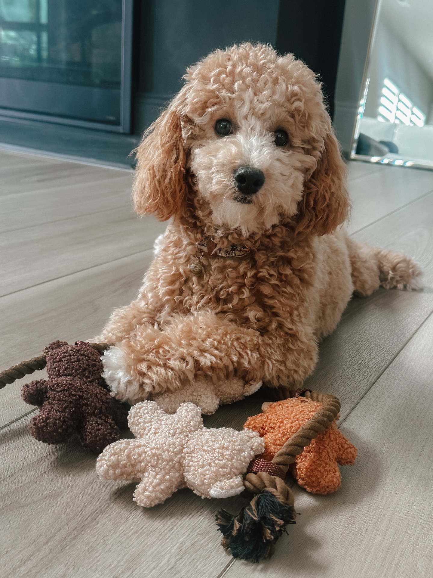 Welcome Mr Waffles!🐾

He has quite a bit of separation anxiety. DTE Charlotte obedience training will help give Waffles and family the skills they need to be successful in overcoming the anxiety and make everyday life events fun again!☺️

.
.
.
.

