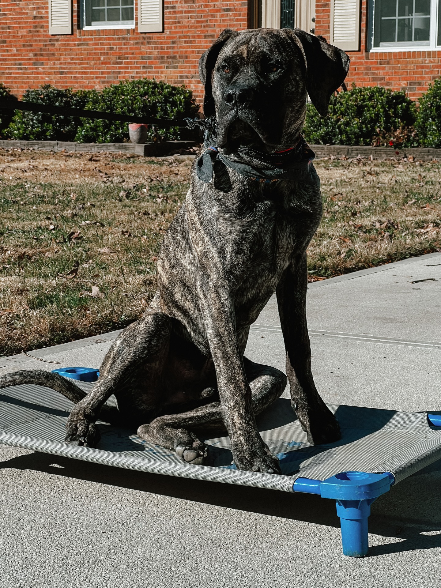 Baloo looking so professional while learning the “place” command at his one-on-one dog training session recently!🤩

Ready to get your training journey started before the next family gathering? Give us a call at 980.680.2030 so your dog can show off their new skills!🐶

.
.
.
.

