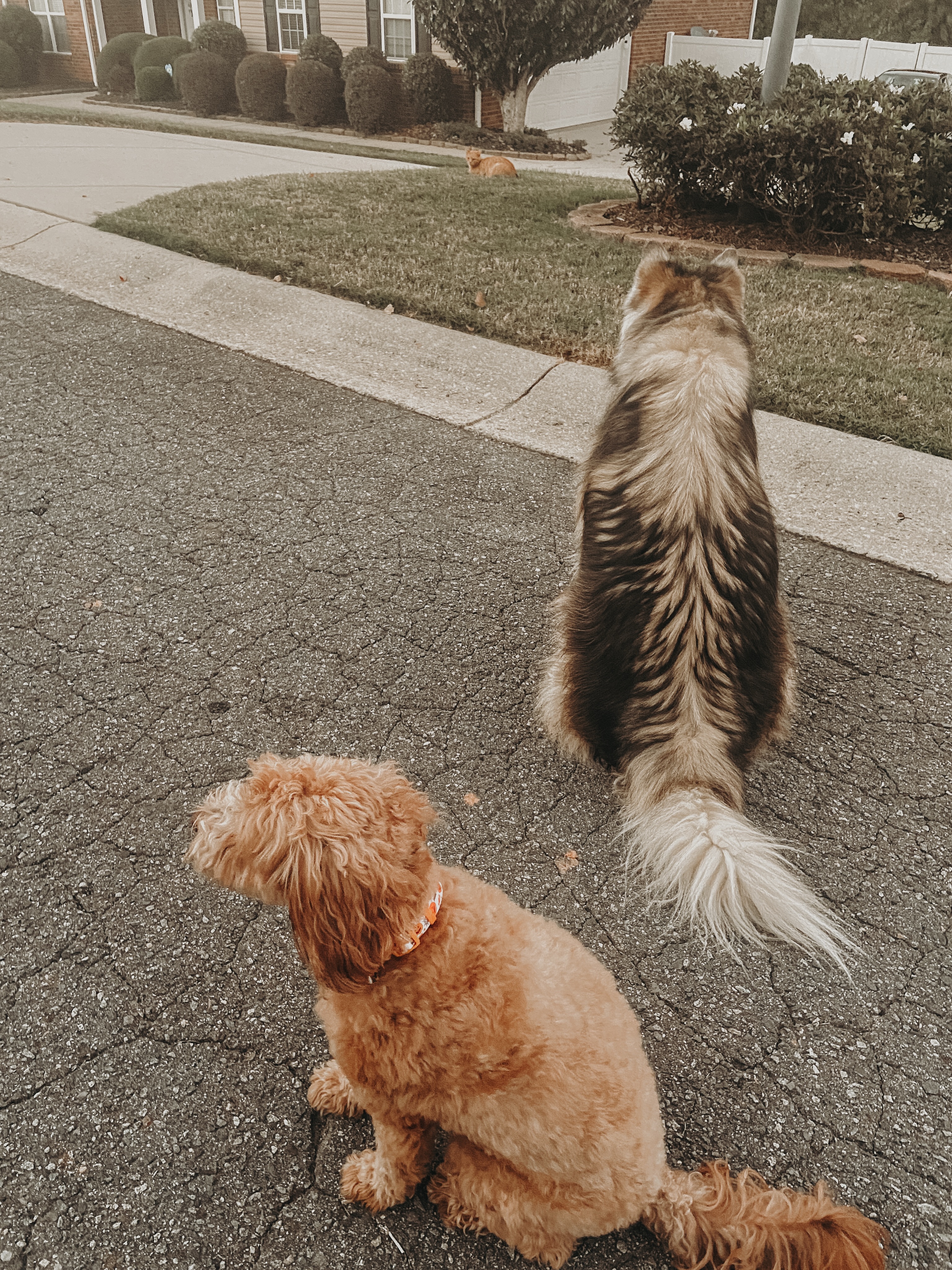 How is your dog&rsquo;s impulse control? Would your dog be able to hold their sit while being off-leash with a cat only a few feet in front of them?🤔

If not, let us help you and your dog get to this point!🥰

.
.
.
.

