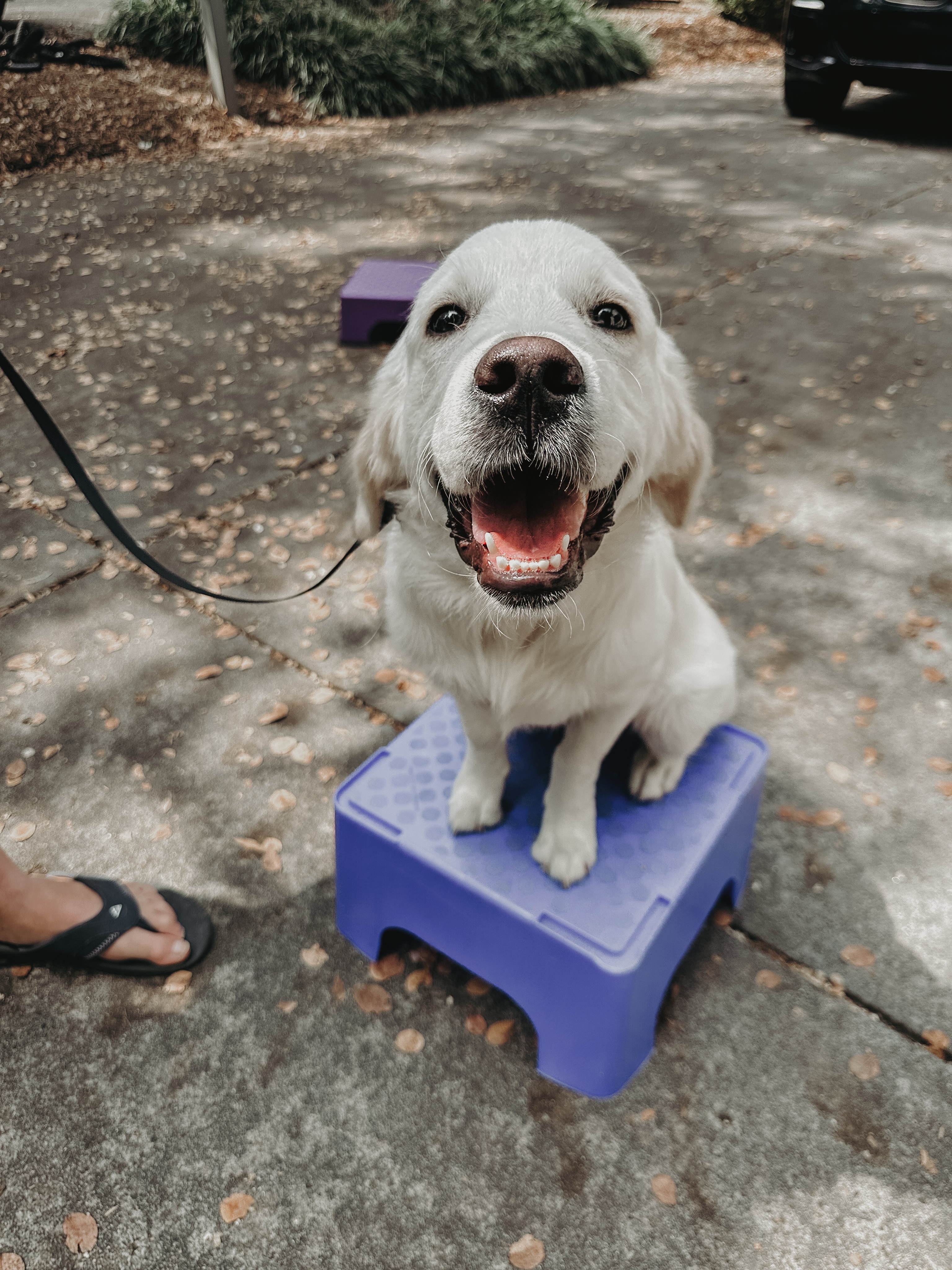 Happy go lucky, Cooper!🐾

This cutie golden retriever pup was proud of himself when he got onto the advanced &ldquo;place&rdquo; items all by himself!🥰

.
.
.
.

