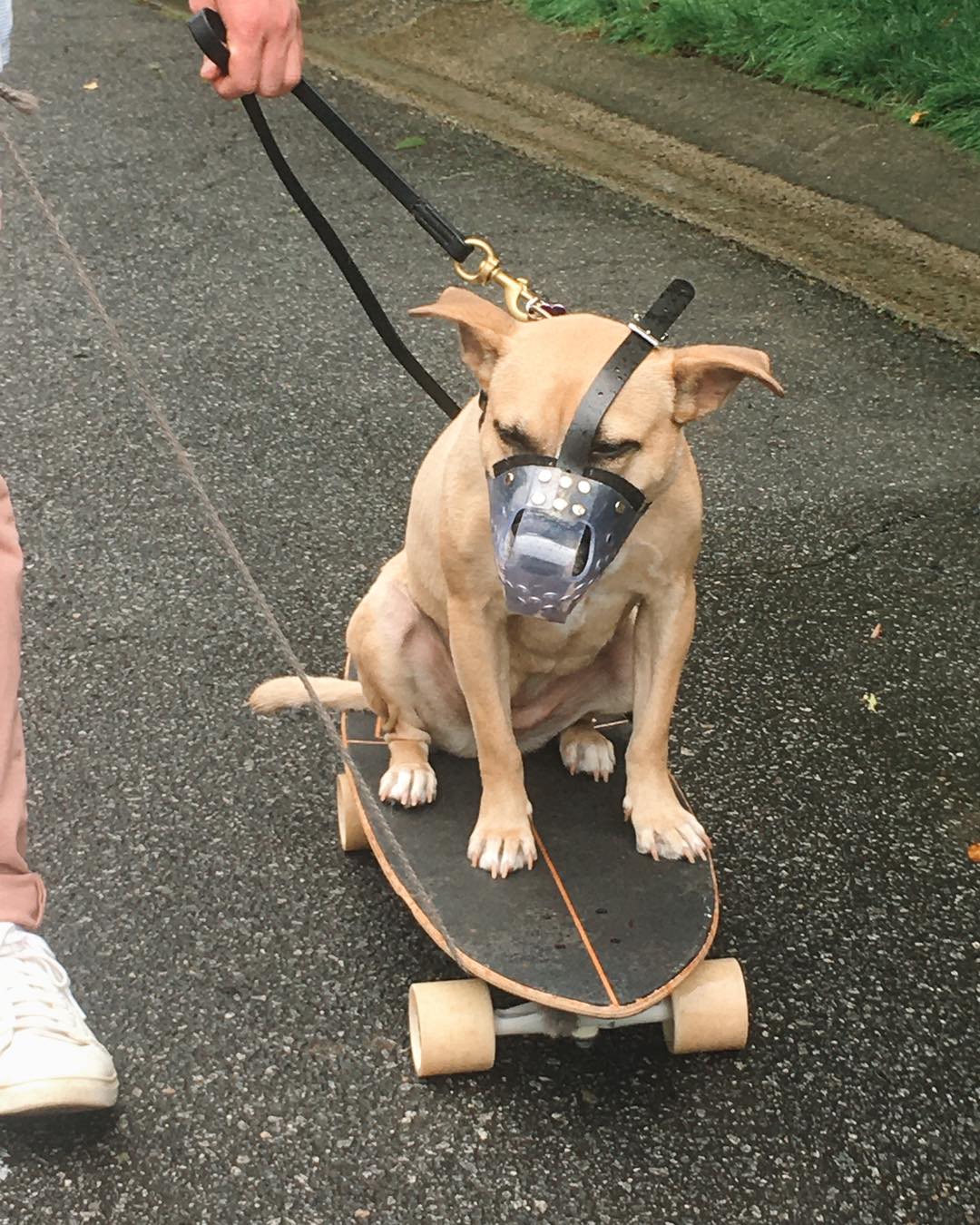 Cassie did so well with the &ldquo;place&rdquo; command that we brought out the skateboard to work on a moving &ldquo;place&rdquo; item! Look at Cassie go!😍 

.
.
.
.

