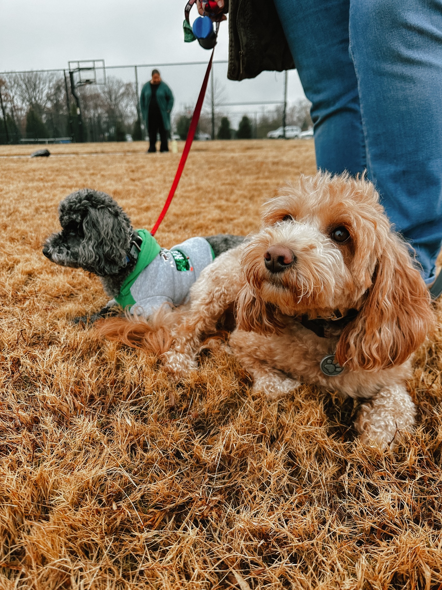 Rocky is helping Charlie here work on being away from his brother and mom. 

When you have two dogs it can be a lot especially at group class so don’t be afraid to ask us to hold onto one dog while you work with the other on the exercise!💪🏼

.
.
.
.

  