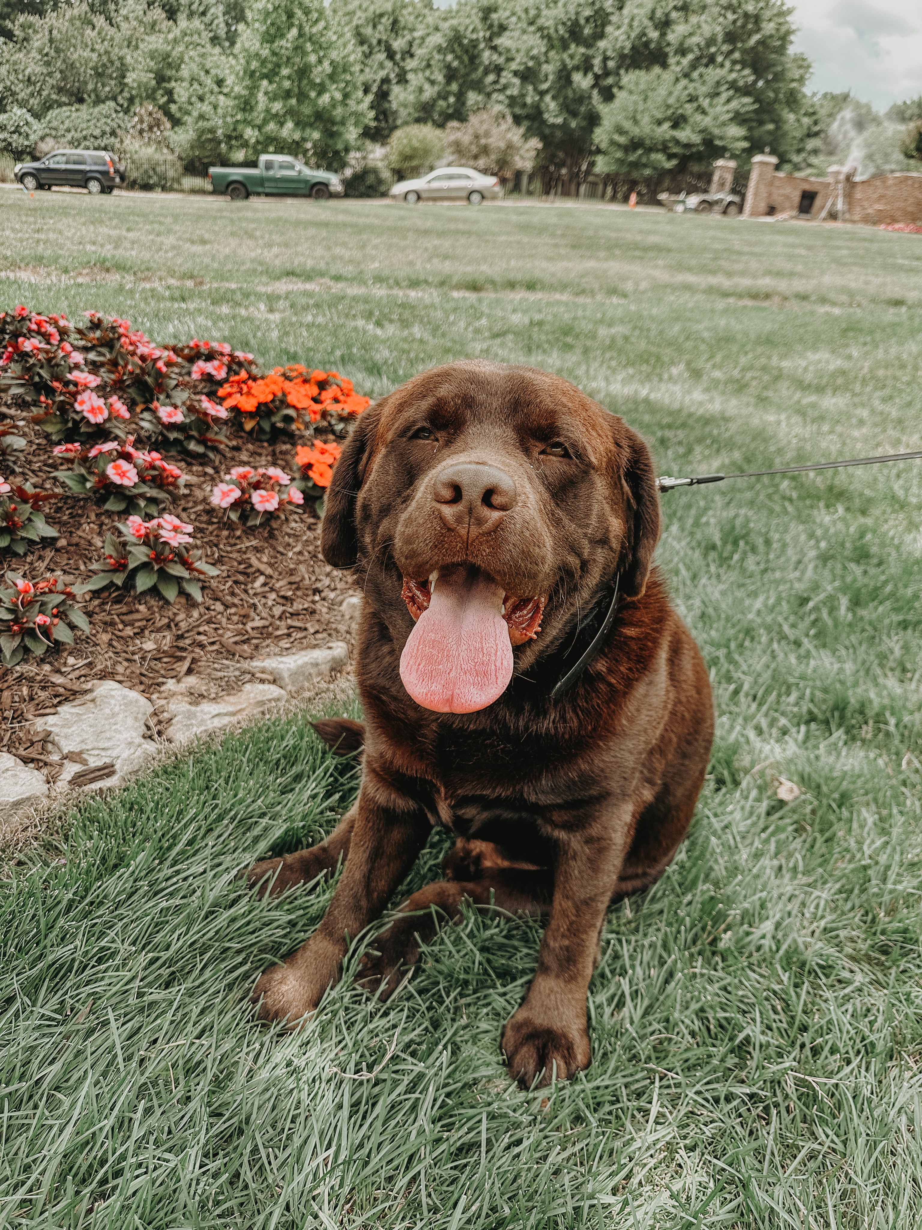 Introducing Huckleberry!🐶

This big guy is a sweet boy with a lot of energy bursts that just doesn&rsquo;t know his size. He means well but when you have 100+ lb dog running and jumping on you, it can be a lot especially around young kids.

We are working with Huckleberry to teach him obedience, manners, impulse control, and so much more through his one-on-one obedience sessions!👏

.
.
.
.

