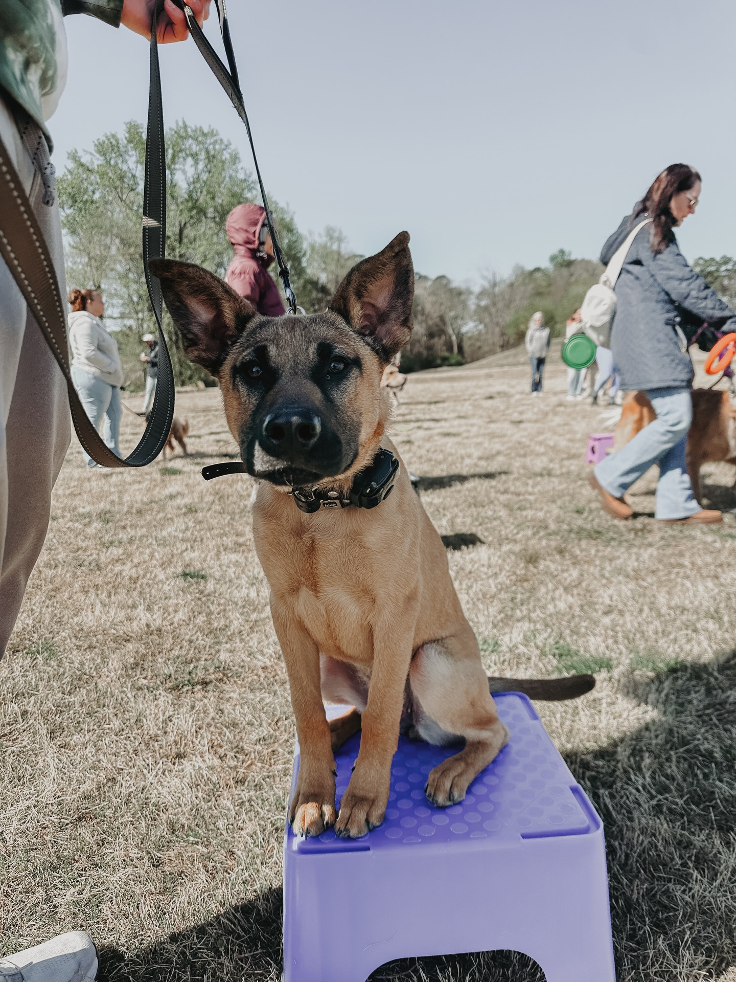Little miss Tundra at her first group class!🥰

This cutie is learning how to be calm and focused around other dogs and all kinds of distractions!👏

.
.
.
.

