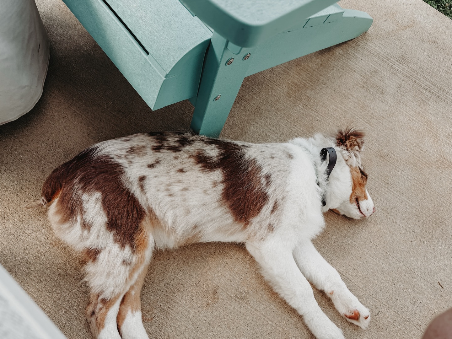 Following one-on-one sessions and group classes, we often receive updates like this: &ldquo;We enjoyed a relaxing afternoon.&rdquo; Engaging in mental activities and acquiring new skills can drain lots of energy.
Waking up refreshed and ready to take on the world with new skills and confidence is priceless!🐶

.
.
.
.

