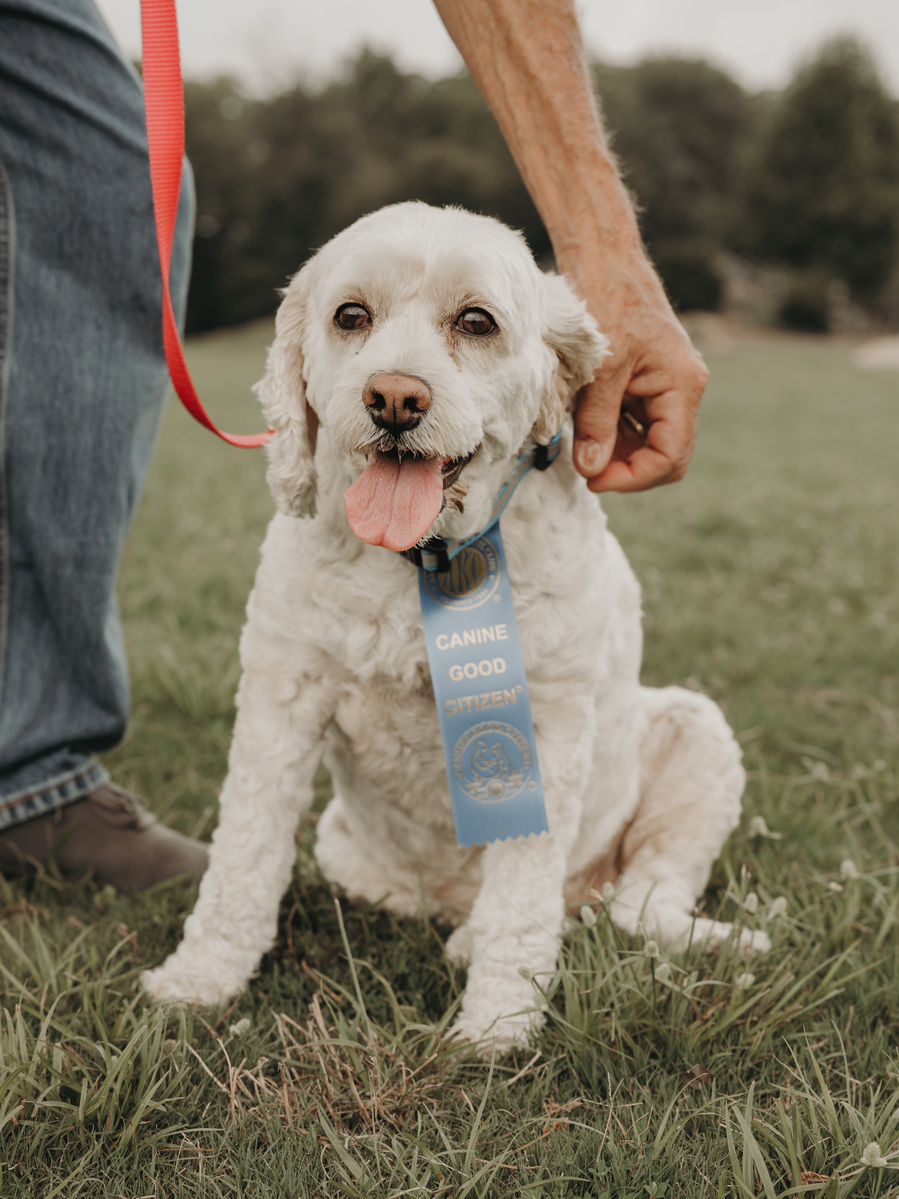 Congratulations Miss Maggie on passing her AKC Canine Good Citizen test last weekend!👏🤩

.
.
.
.

