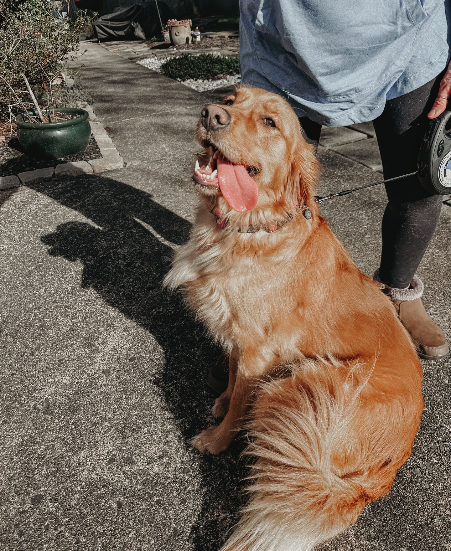 Introducing Georgia!🐶

This happy go lucky girl is as sweet as can be which is why she is going through training to become a therapy dog! First we are going through obedience training so she has the focus and boundaries when she&rsquo;s going into public places before moving into therapy dog training!

.
.
.
.

